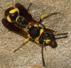 Eumenes subpomiformis